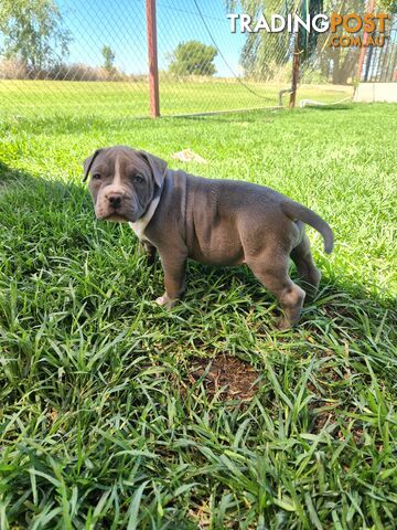 Blue Purebread amstaff puppies