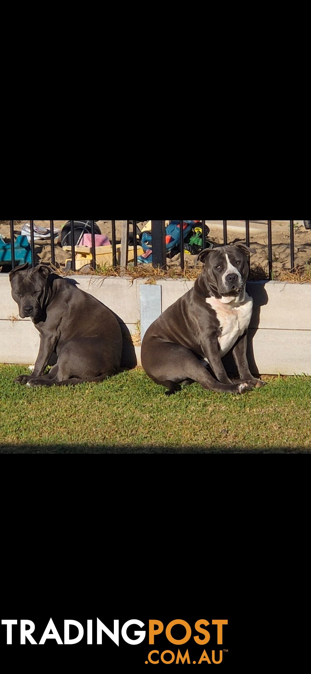 Blue Purebread amstaff puppies