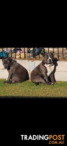 Blue Purebread amstaff puppies