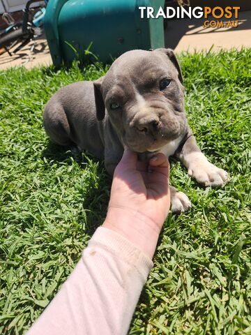 Blue Purebread amstaff puppies