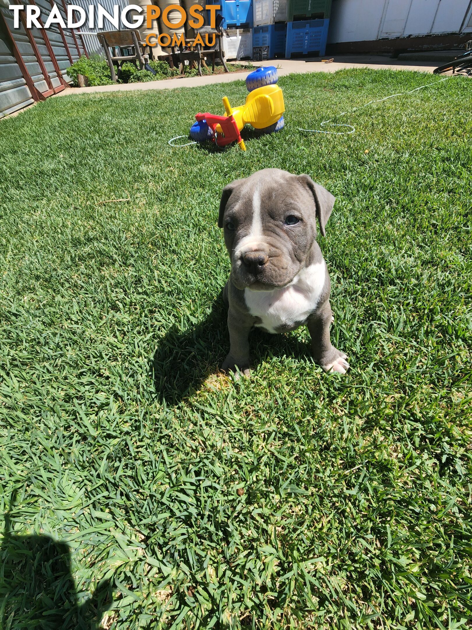 Blue Purebread amstaff puppies