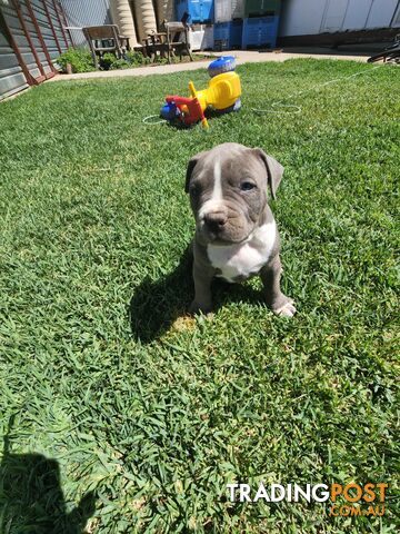 Blue Purebread amstaff puppies