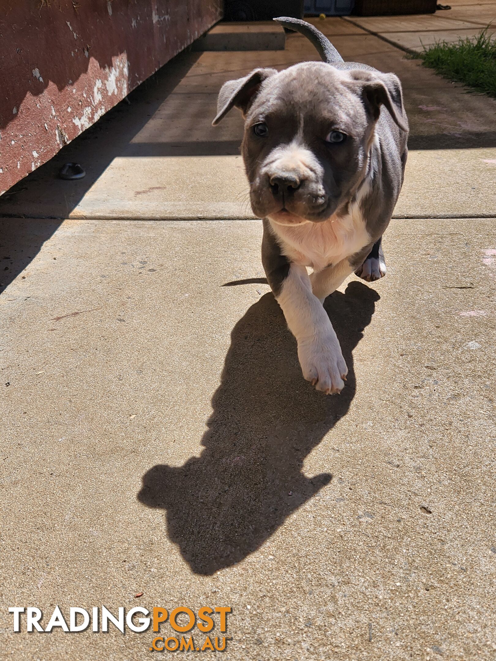 Blue Purebread amstaff puppies