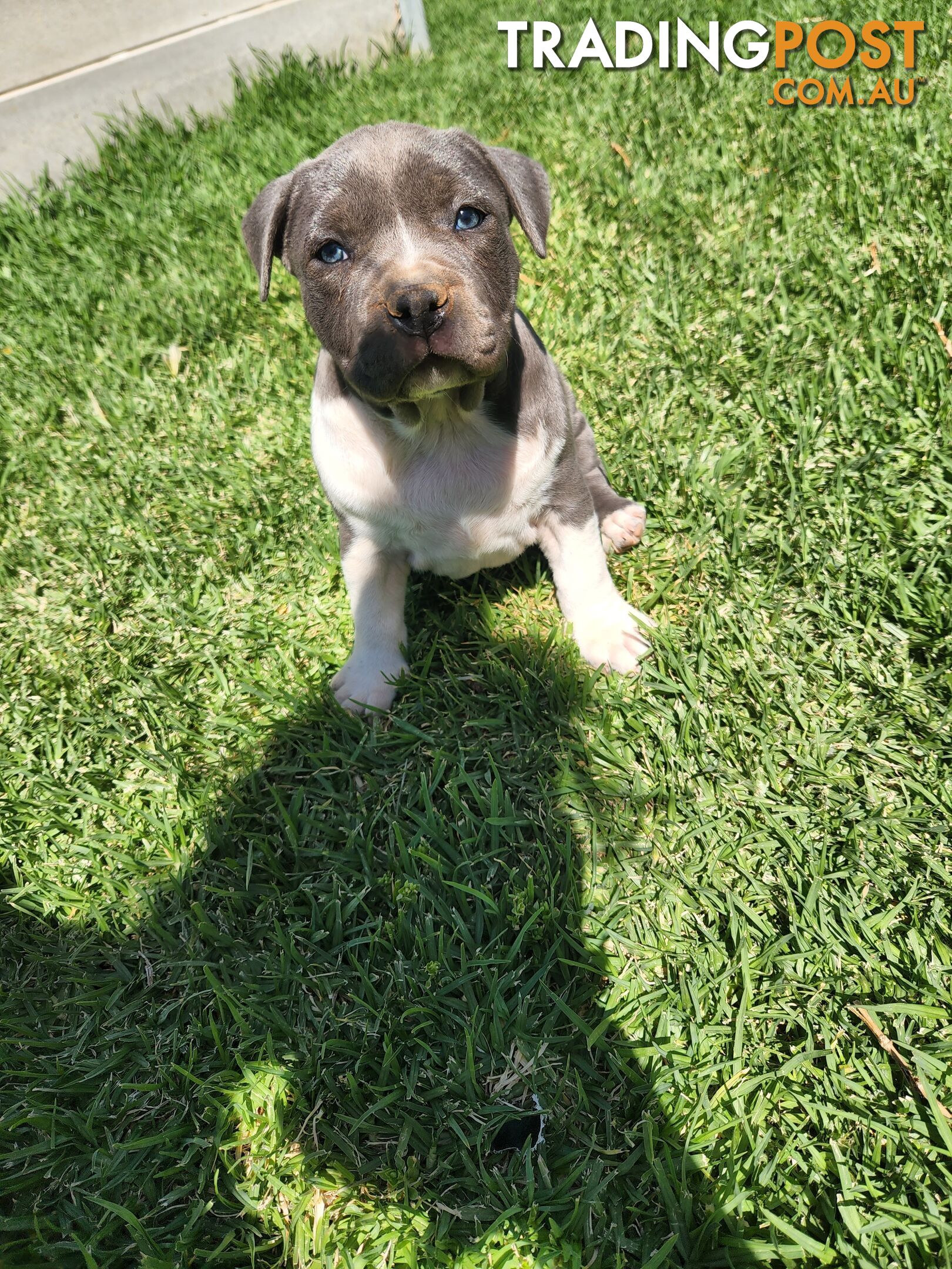 Blue Purebread amstaff puppies