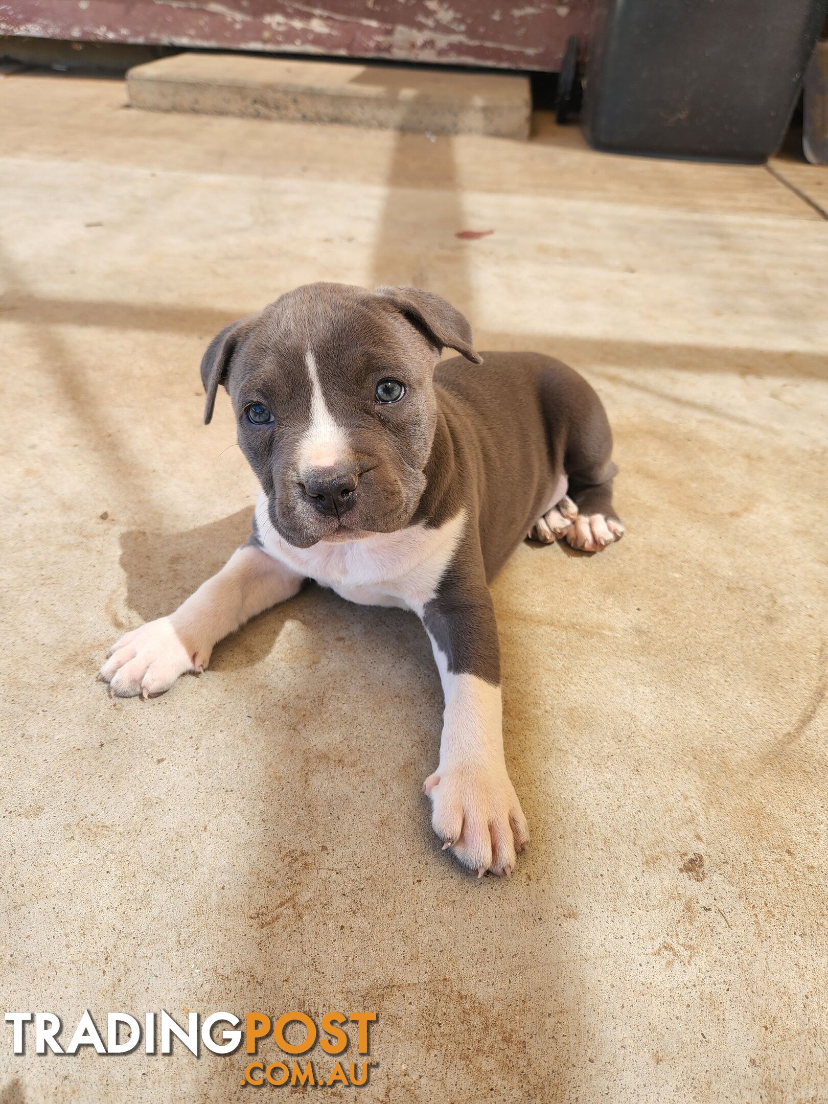 Blue Purebread amstaff puppies