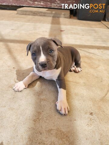 Blue Purebread amstaff puppies