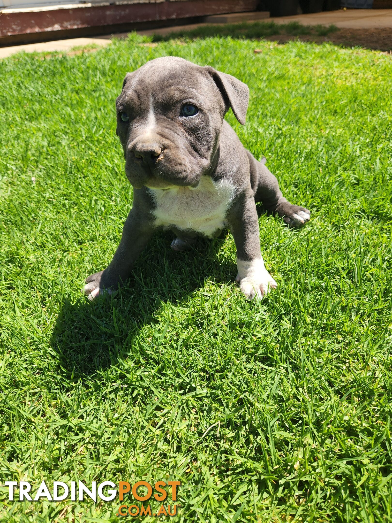 Blue Purebread amstaff puppies