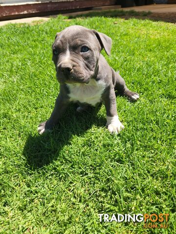 Blue Purebread amstaff puppies