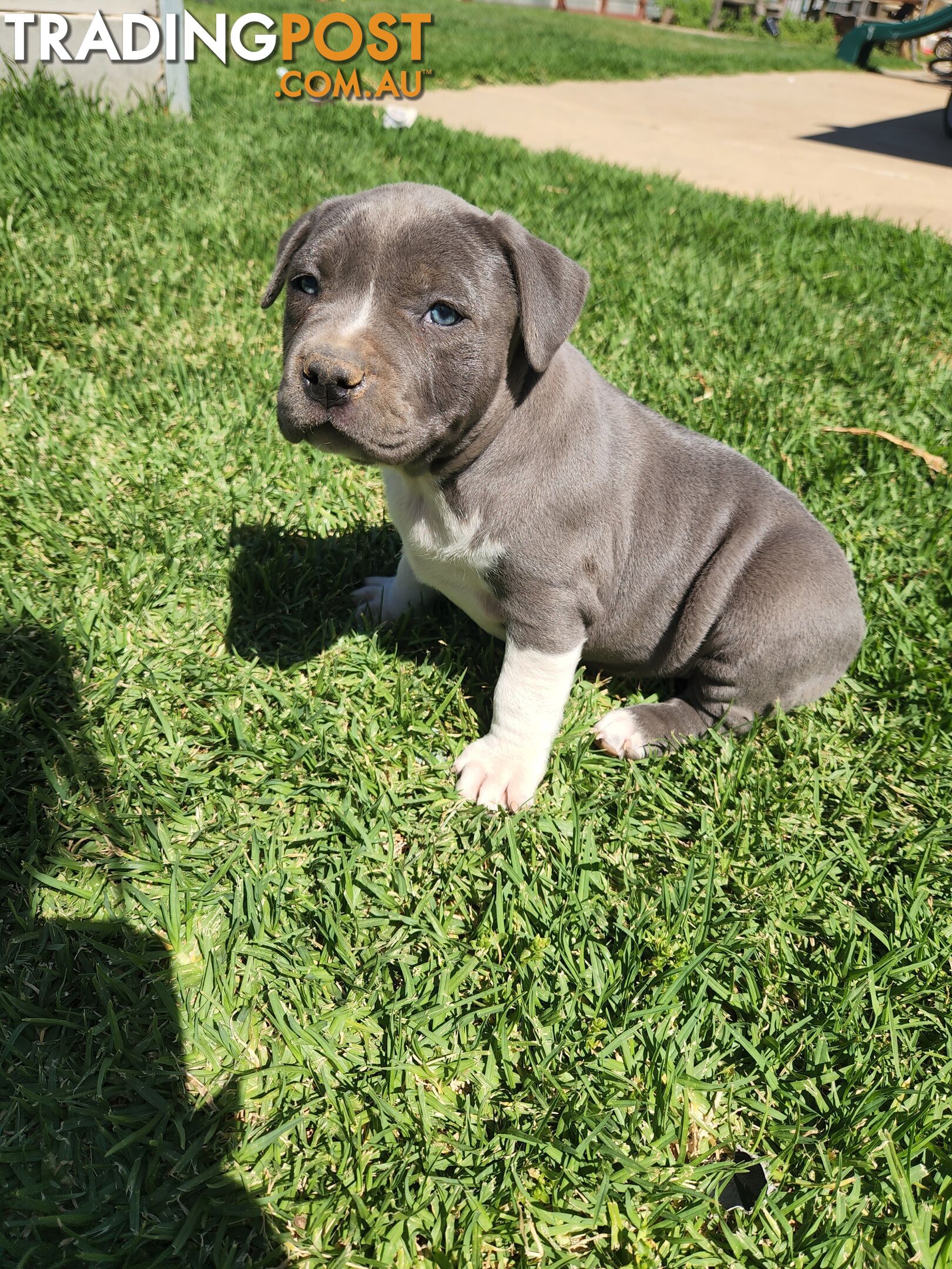 Blue Purebread amstaff puppies