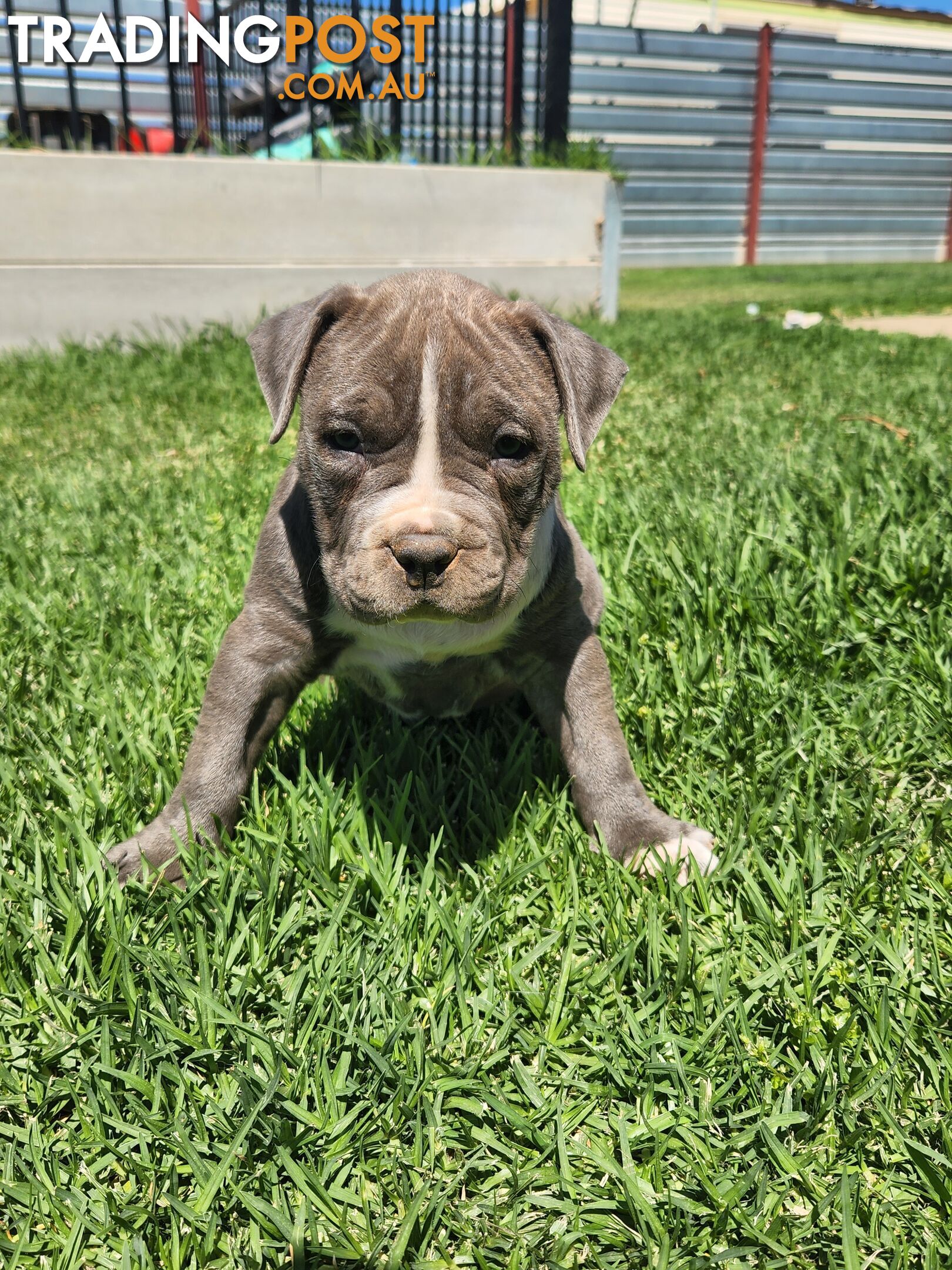 Blue Purebread amstaff puppies