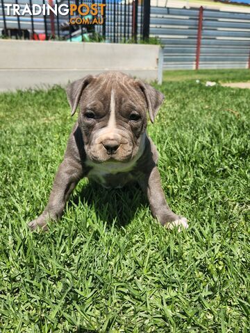 Blue Purebread amstaff puppies