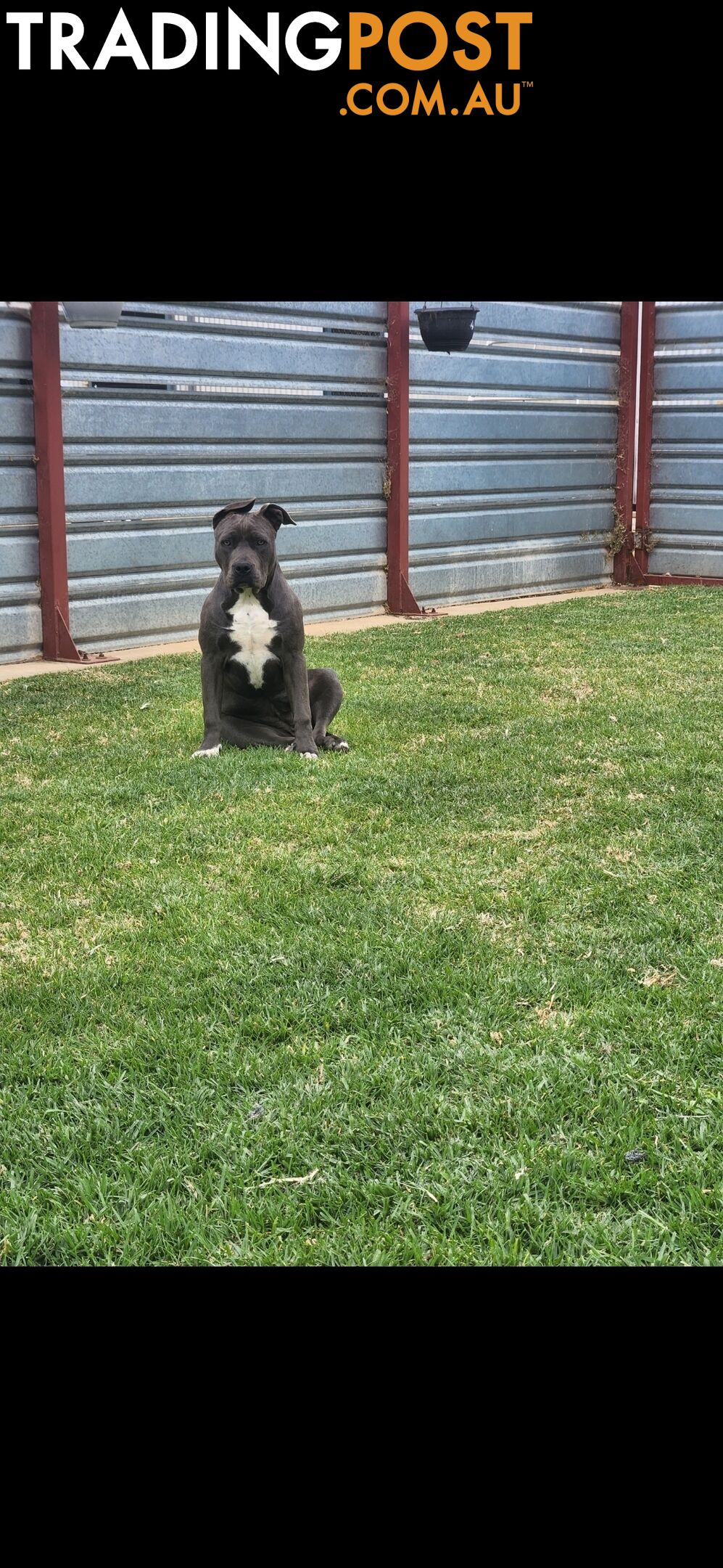 Blue Purebread amstaff puppies