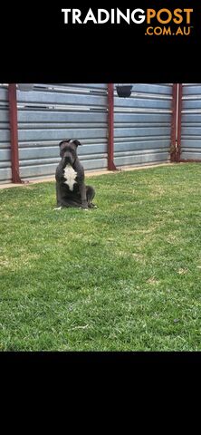 Blue Purebread amstaff puppies