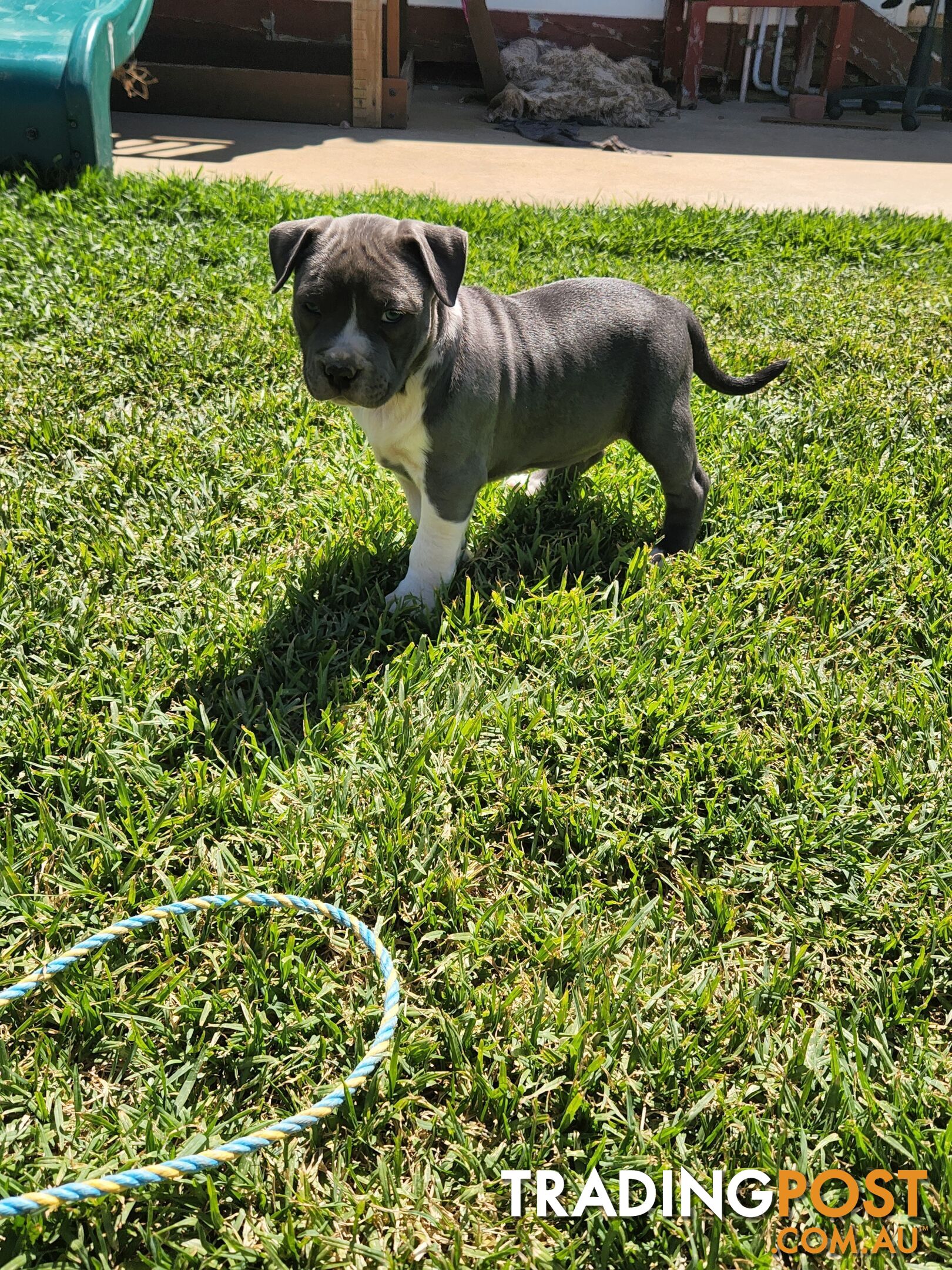 Blue Purebread amstaff puppies