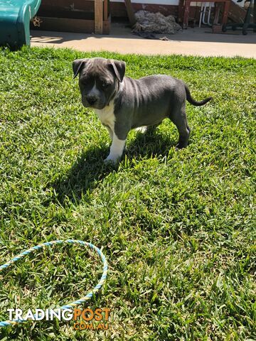 Blue Purebread amstaff puppies