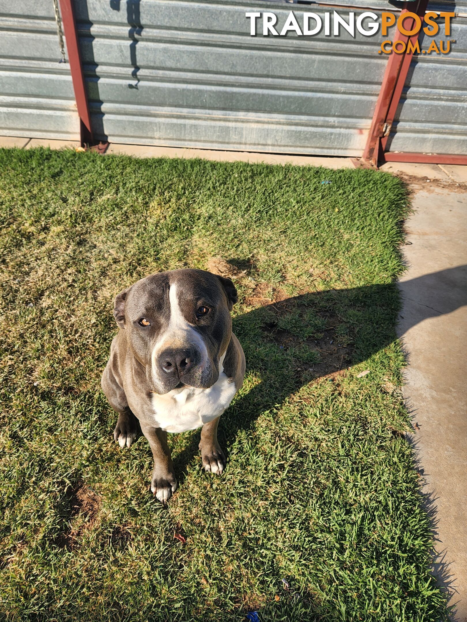 Blue Purebread amstaff puppies