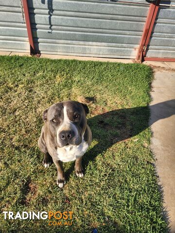 Blue Purebread amstaff puppies