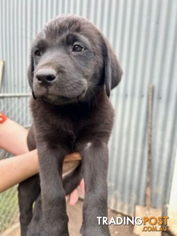 Trading post labrador store puppies