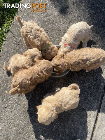 Cavoodles dog for sale