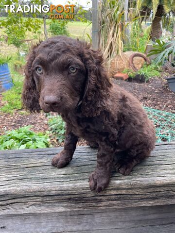 Murray River Curly Retriever. puppies