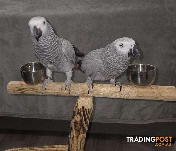 BREEDING PAIRS OF AFRICAN GREYS MACAWS ELECTUS AND THEIR BABIES