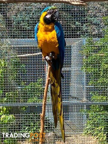 Bonded pair Blue and Gold Macaws