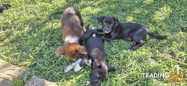 10 Border Collie x Kelpie pups