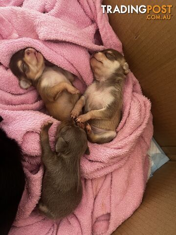 Chihuahua Puppies