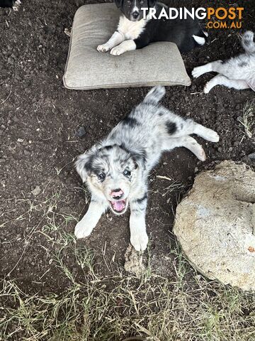 Border Collie puppies