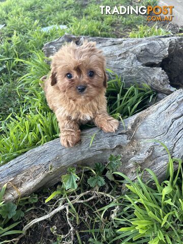 Adorable Cavoodle puppies