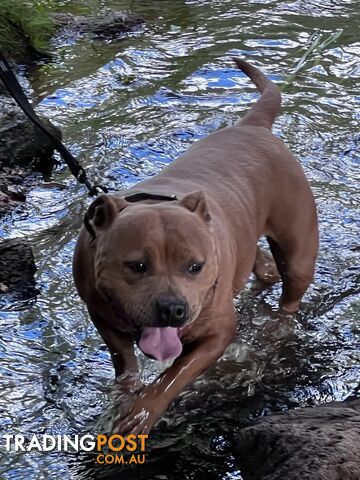 Staffordshire bull terrier