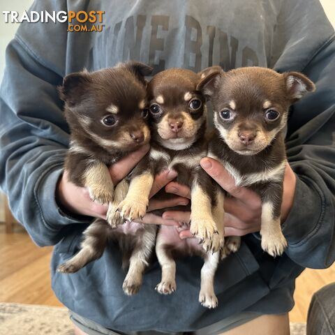 Purebred Chihuahuas
