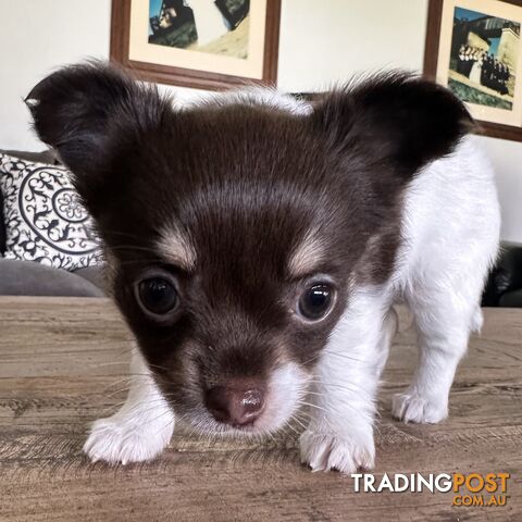 1 Purebred Female Chihuahua Puppy