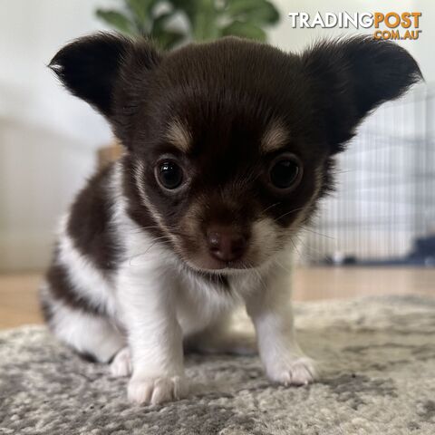 1 Purebred Female Chihuahua Puppy