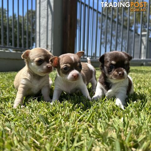 3 x Purebred Female Chihuahua Puppies