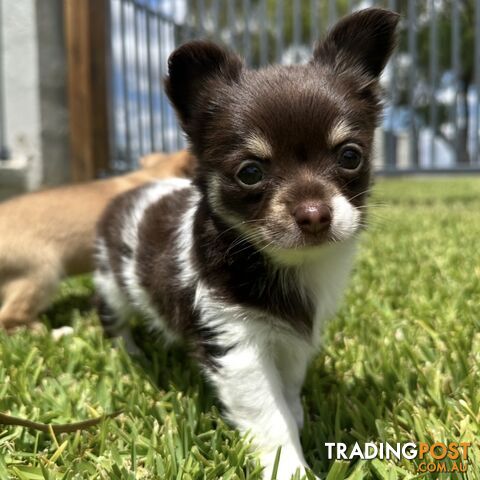 1 Purebred Female Chihuahua Puppy