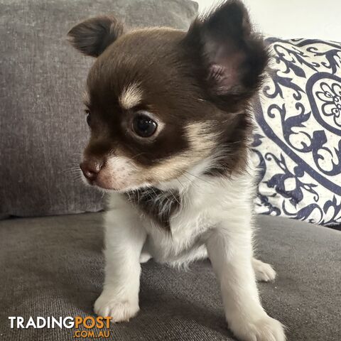 1 Purebred Female Chihuahua Puppy