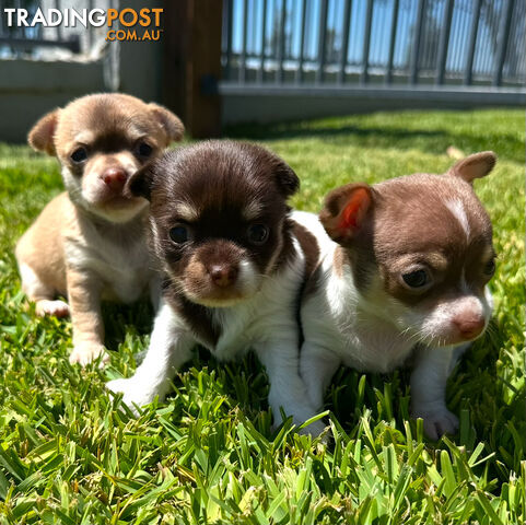 2 x Purebred Female Chihuahua Puppies