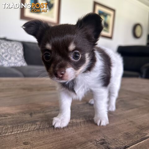 1 Purebred Female Chihuahua Puppy