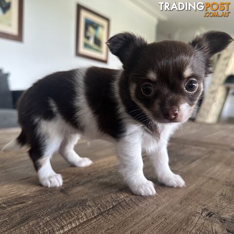 1 Purebred Female Chihuahua Puppy