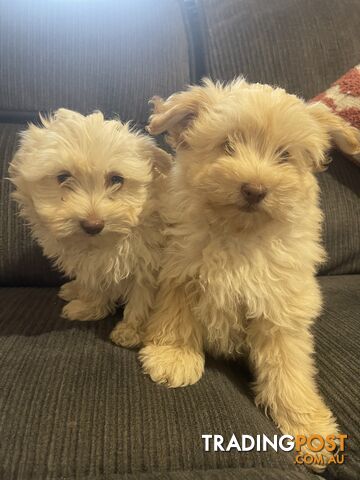 Maltese x mini poodle