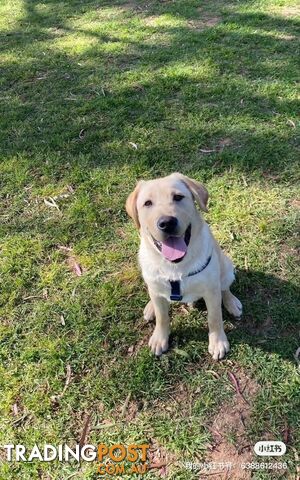 Lovely boy and girl Labrador