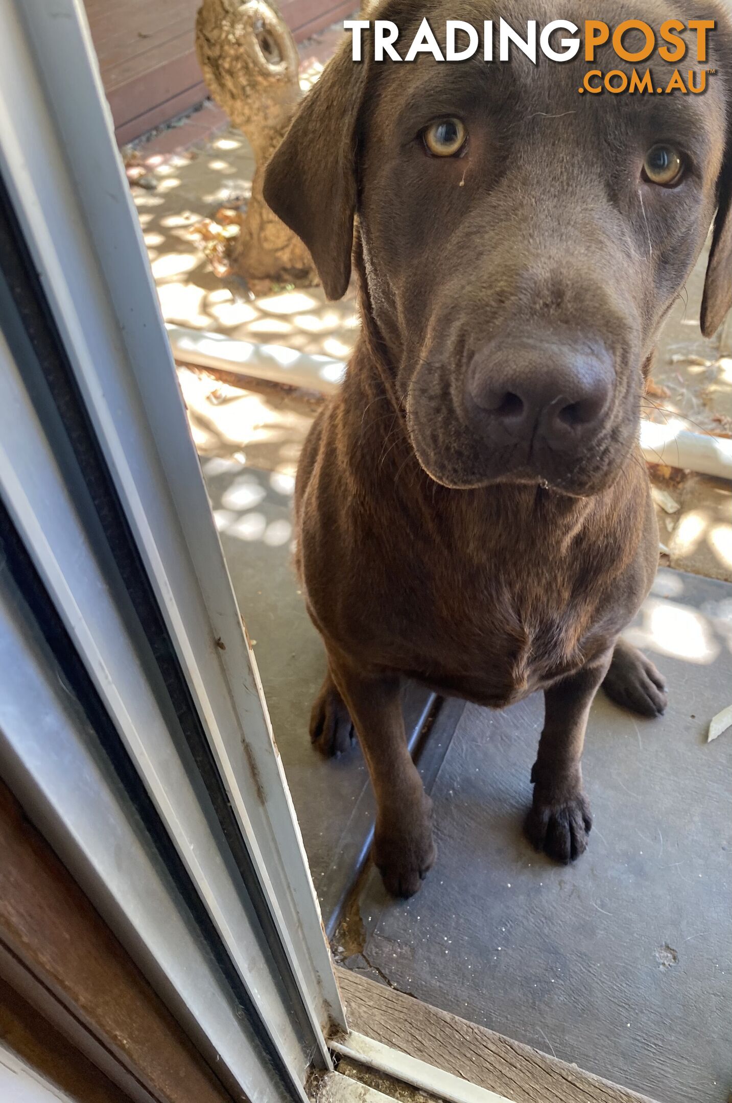 Lovely boy and girl Labrador