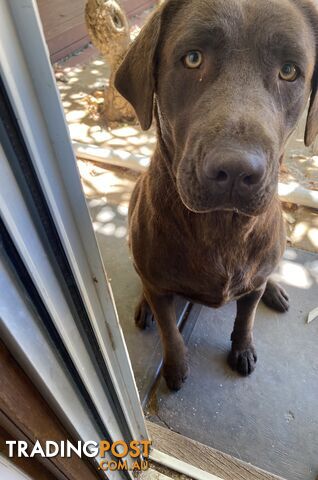 Lovely boy and girl Labrador