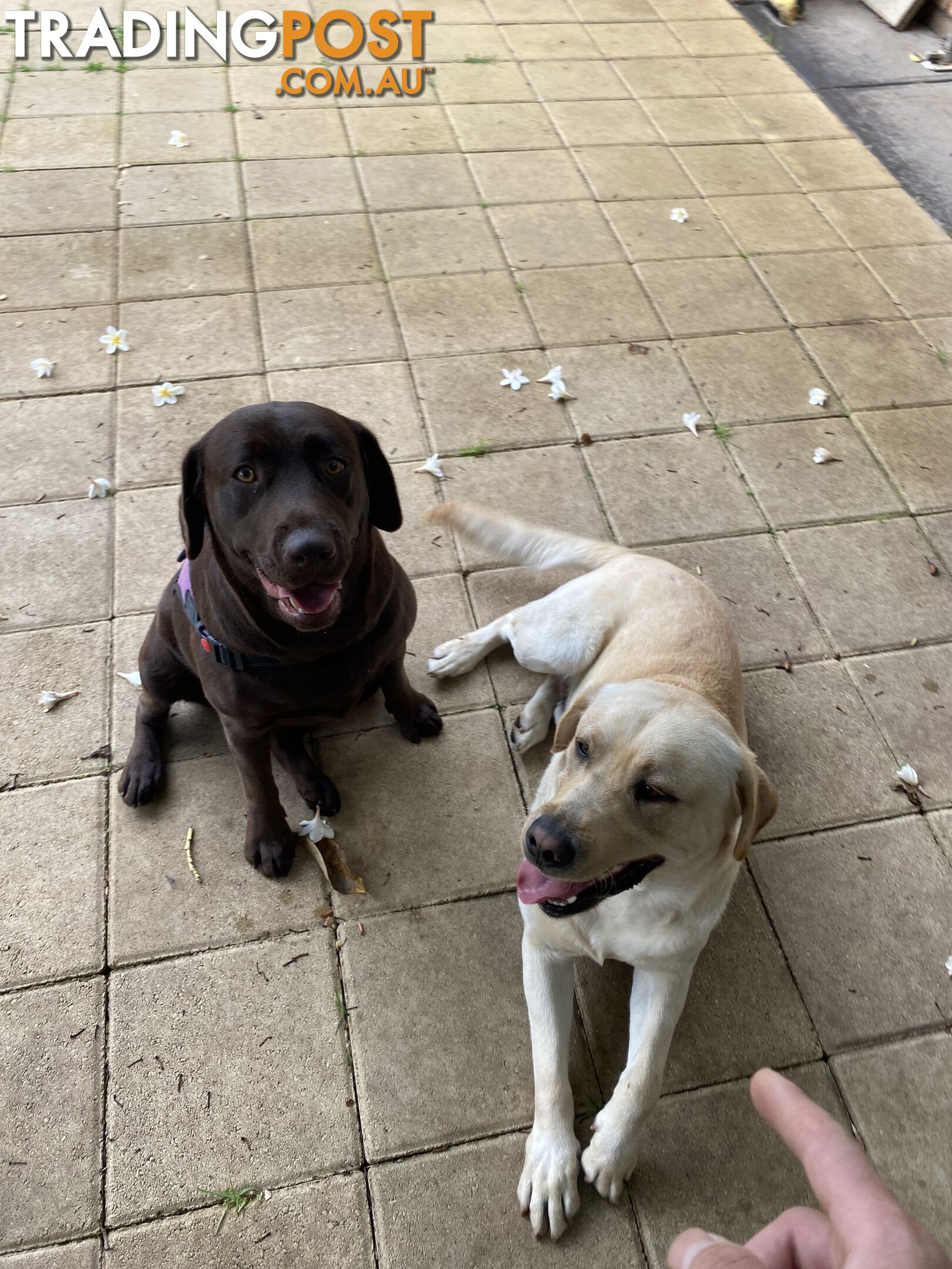 Lovely boy and girl Labrador