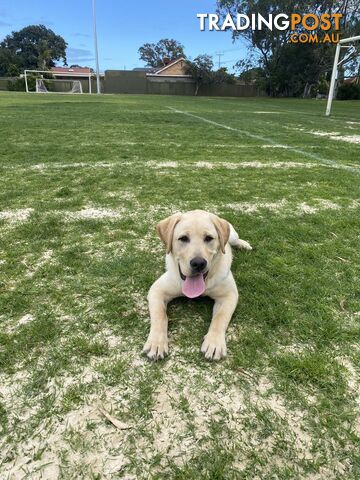 Lovely boy and girl Labrador