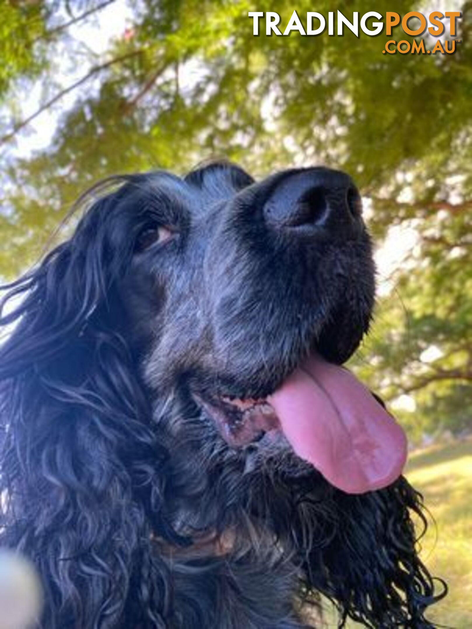 Cocker Spaniel Puppies for sale - champion bloodlines