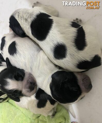 Cocker Spaniel Puppies for sale - champion bloodlines