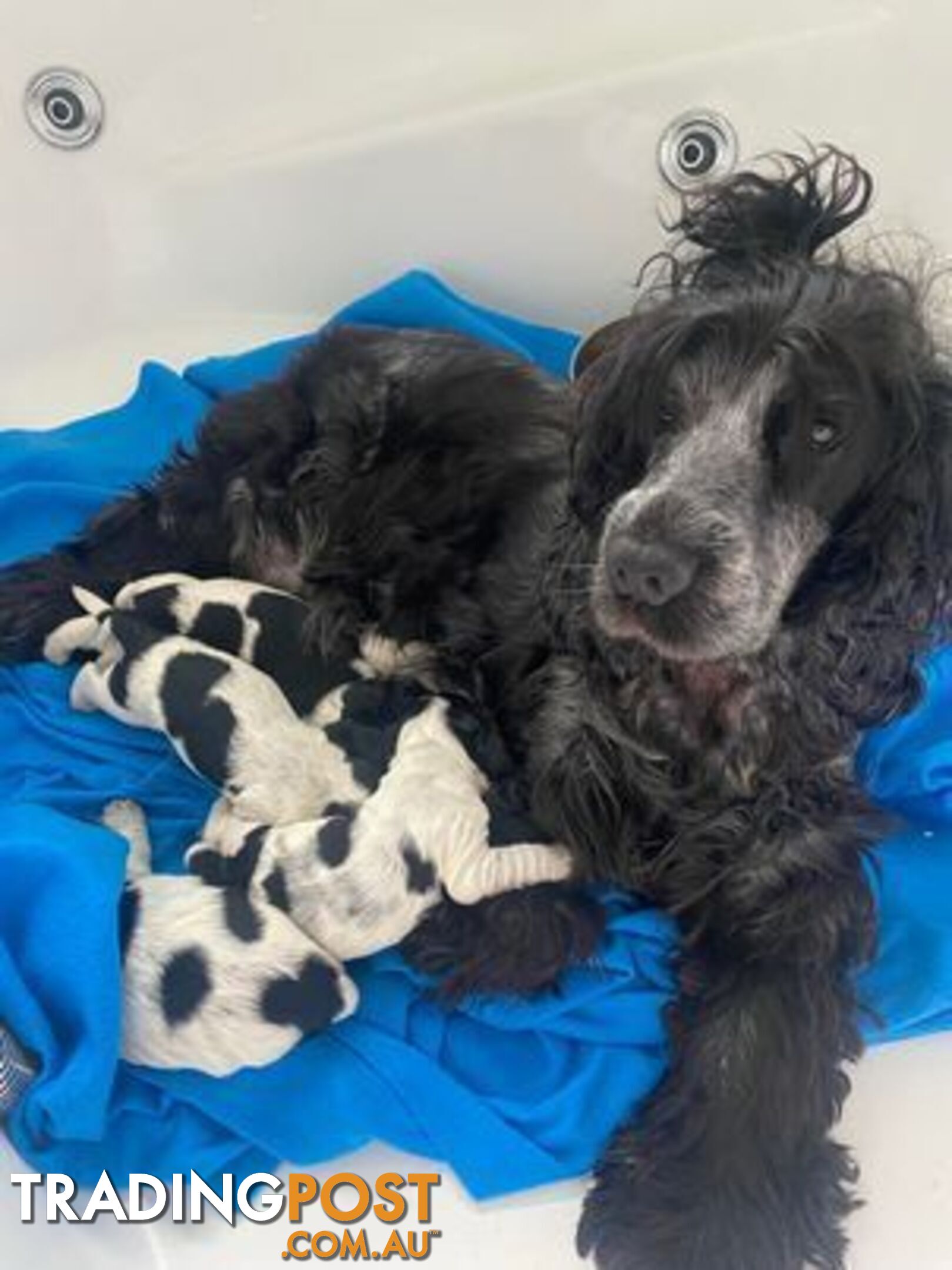 Cocker Spaniel Puppies for sale - champion bloodlines