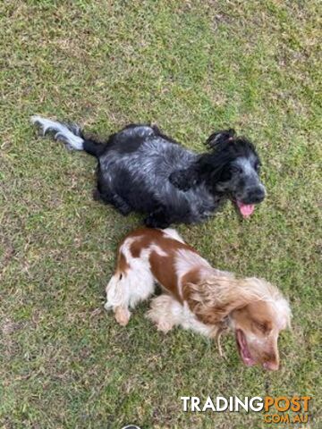 Cocker Spaniel Puppies for sale - champion bloodlines